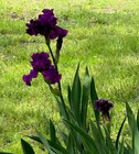 8 Purple Iris Rhizome root ~ Bulb ~ Reblooming Rhizomes ~ Tall Heirloom