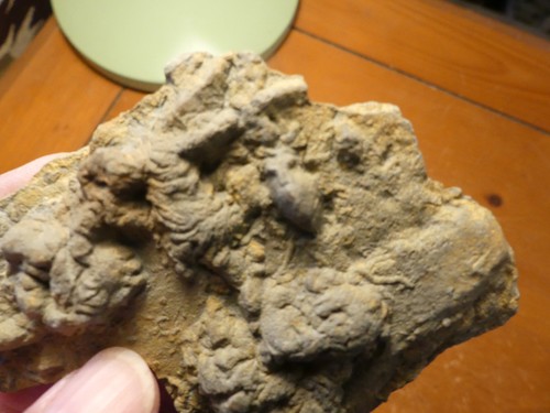 Ichnofossil Trilobite Tracks Diplichnites & Rusophycus with Molt 251114 - Picture 7 of 11