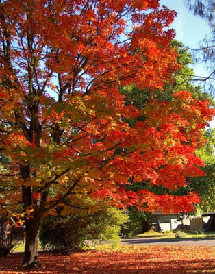 Live Sugar Maple Plant   Quart Pot   Fall Color Ornamental Landscape Tree