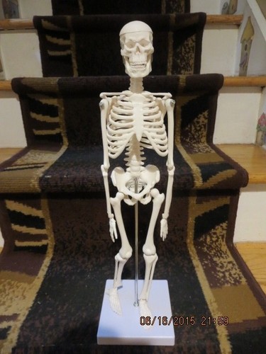 18" SKELETON ON A 4 1/2" BASE---#R3A-1 - Picture 17 of 24