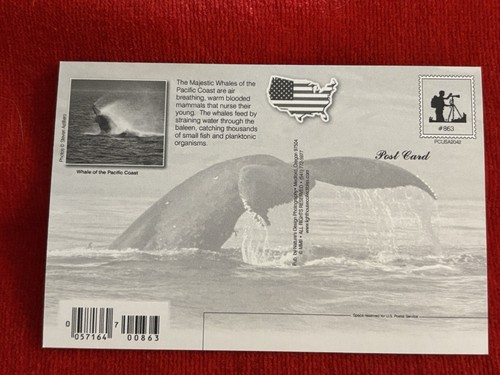 Oregon Postcard Whales on the Oregon Coast New Unposted - Picture 2 of 3