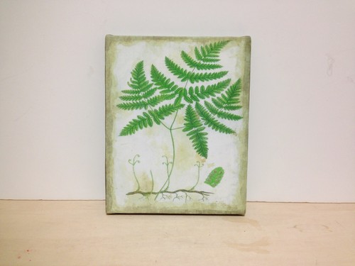 Set of 4 Green Botanical Art Prints Stretched on Canvas 8x10 - Fern Cotton Grass - Picture 3 of 12