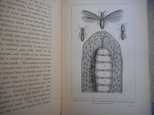 Tropical Africa by Henry Drummond Six maps and illustrations 1888 Hardback - Picture 6 of 11