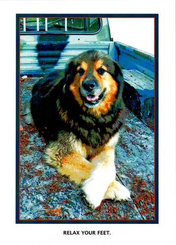 Lot of 12 Fine Art Dog Greeting Cards - Blank Inside with Envelopes - 5"x 7" - Picture 11 of 24
