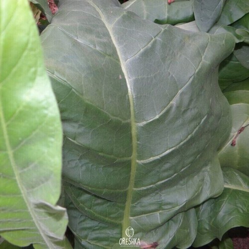 Tobacco Connecticut Broadleaf 300+ piezas semillas frescas, Nicotiana tabacum - Imagen 5 de 8