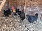 Blue and Black Copper Marans 10++ Fertile Hatching Eggs — photo 3