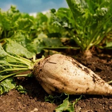 Sugar Beets 60 - 300 -  4 Oz Seeds Heirloom Food plot Deer