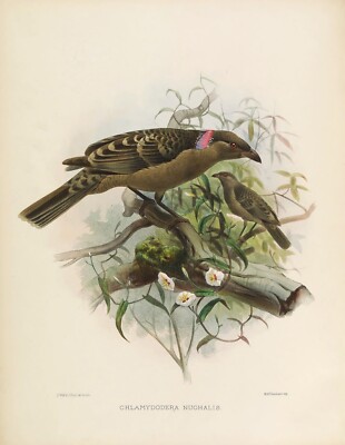 Plt. No 31 Chlamydodera Nuchalis Birds of Paradise by Daniel Elliot Giclee Repro