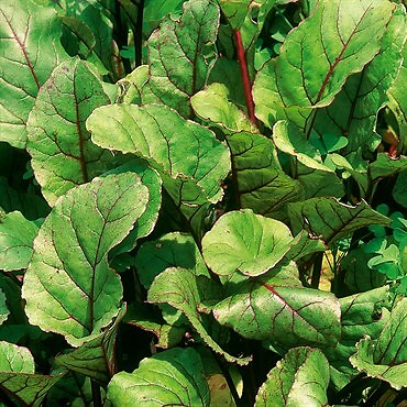 BEETS - RUBY Queen Red Beetroot Seeds - Heirloom QTY: 200 - Picture 2 of 2