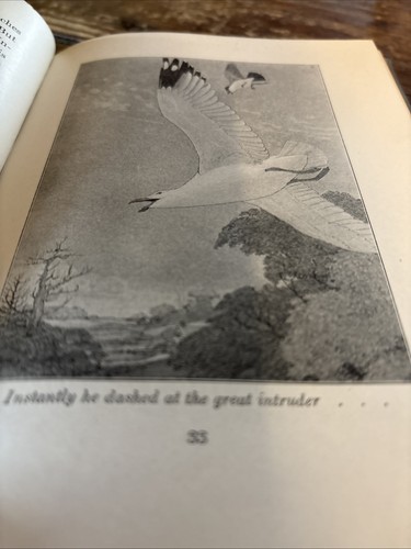 1927 Tales From Birdland by T. Gilbert Pearson (Hardback) - Picture 9 of 9