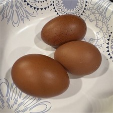BBS Hatching Eggs from Backyard Flock   Fresh Fertile Eggs for Incubation