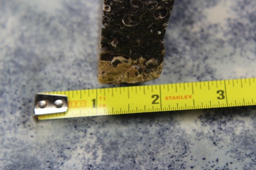 Turritella Shell Fossils Thick Slab - 8.2 Ozs - Lapidary - Display - Collect - Picture 15 of 19