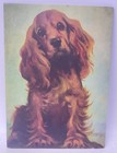 Vintage Florence Kroger American Cocker Spaniel Ascob Unframed Print 7†X 5â€