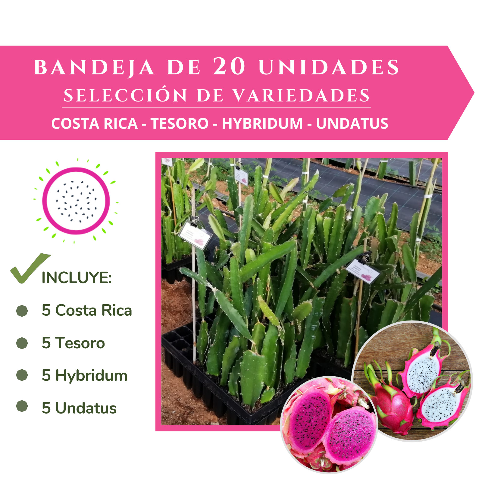 20 PLANTAS ESQUEJES ENRAIZADOS DE PITAYA / PITAHAYA. Bandeja mix de 20 unidades.