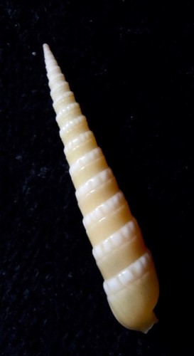 seashell Terebra quoygaimardi 25-27mm F+++/F++ - Picture 2 of 3