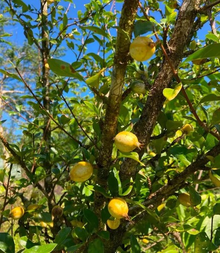 Big Blackberry Jam Fruit Tree (Randia formosa) – 2–3ft Live Plant (No CA/HI) - Picture 3 of 6