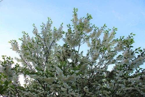 20 Japanese Snowbell Tree Seeds - Styrax japonicus - Picture 4 of 5