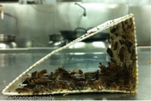 36-Catchmaster-Cockroach-Traps-Monitors-100i-Baited-Insect-Roach-Pheromone-Traps