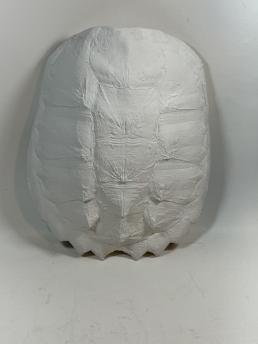 House Parts White Turtle Tortoise Shell Wall Decor 9x8 Inches Reproduction New