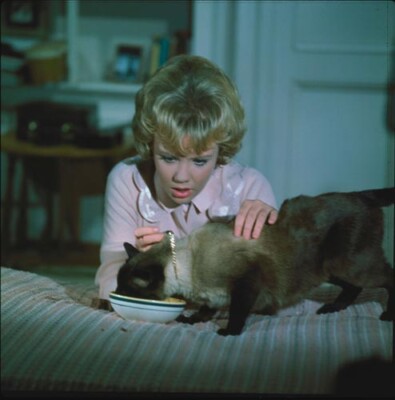 Hayley Mills [That Darn Cat] 8''x10'' 10''x8'' Photo 70424