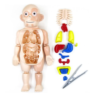 3D Puzzle Human Body Anatomy Model Learning Organ Assembled Toy Body Organ g