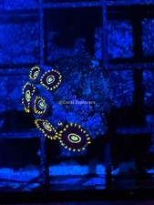 CE- WYSIWYG Blue Hornet Zoa Zoanthid Frag Live Coral Frag LPS SPS #R1GC7
