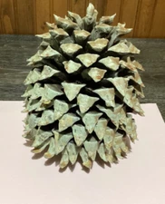 Coulter Widow Maker Pine Cones 7"