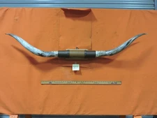 MOUNTED STEER BULL  HORNS 5' 2" tip to tip #399 BULL HORN LONGHORN