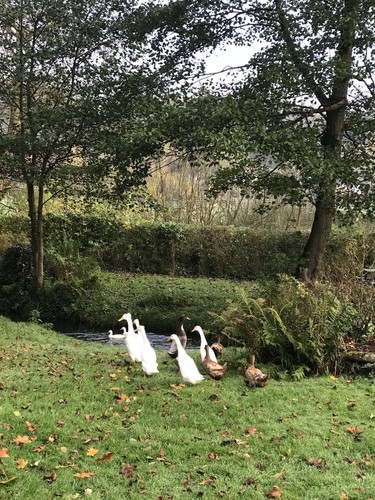 Khaki Campbell X White Indian Runner Duck Hatching Eggs X 6 - Picture 3 of 7