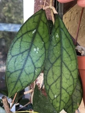 CLEMENSIORUM SP BORNEO (ROOTED PLANT)