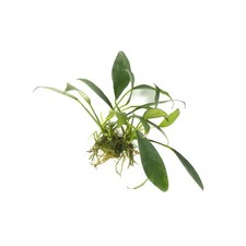 Anubias Congensis Live Aquarium Plants BUY 2 GET 1 FREE