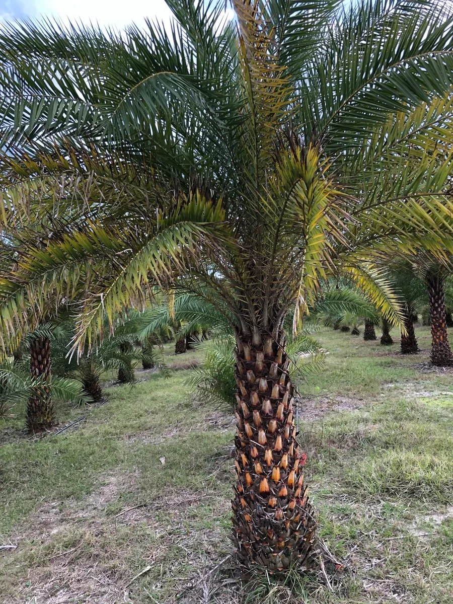 Sylvester Palm Trees for Sale