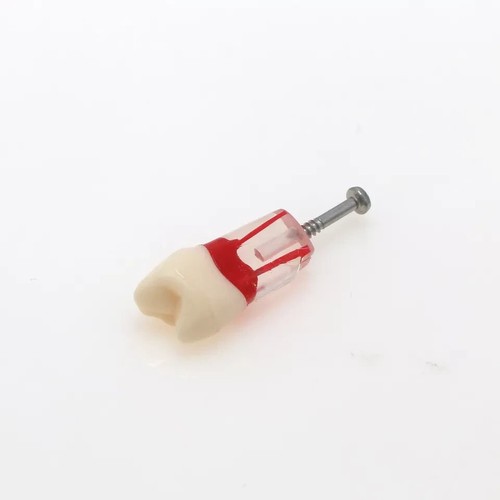 Dental Endo Root Canal Teeth Model Study RCT Practice Typodont Model Fit Nissin - Picture 39 of 66