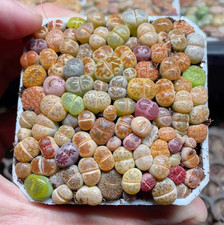 Mixed Colourful Lithops Living Stones Succulent Plant 7cm Pot Rare Pebble Cactus