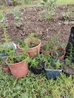 100 Piantine  di  Asparago Selvatico Asparagus Acutifolius+5 In Regalo Sardegna