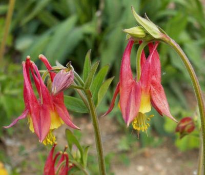 250 Eastern Columbine Flower Seeds (Aquilegia Canadensis) - Perennial, USA Grown, Non-GMO