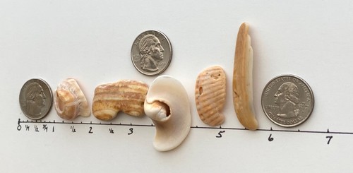 Natürliche Buchstabenform ENGEL Strand Muschel Fragmente Muschel Name Handwerk Kiesel Kunst - Bild 5 von 10