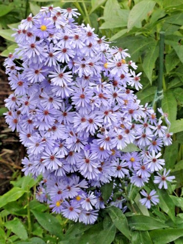 101+SMOOTH BLUE ASTER Seeds Perennial Native Wildflower Fall Flowers Pollinators - Picture 2 of 12