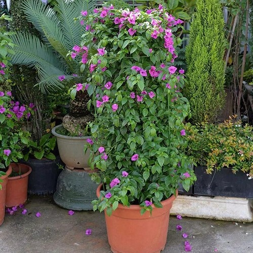 GARDEN PLANT SUPPORT RING HEAVY DUTY CONICAL DESIGN POTS SUPPORT FLOWERS STALK - Picture 15 of 15
