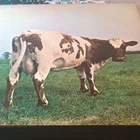 Pink Floyd - Atom Heart Mother LP Vinyl 12" Stereo Harvest SKAO-382