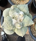 Rare Plant Ariocarpus Fis Hybird 'Godzilla' WYSIWYG G rafted Boutique