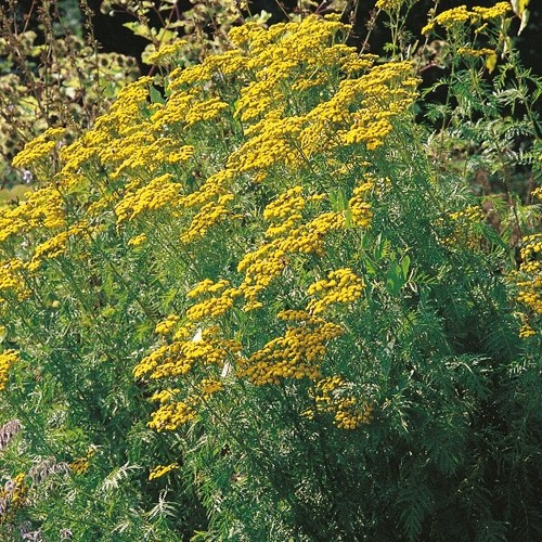 Herb & Veg Seeds - Large Variety - Grow your own - Free P & P - Up to 20% Off - Picture 71 of 136