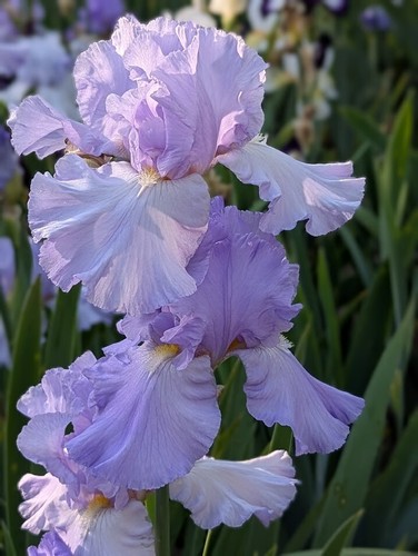 'Maria Francesca'. TB Iris Rizoma PREVENDITA per spedizione luglio, agosto e settembre - Foto 4 di 6