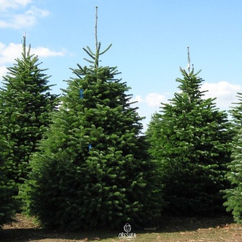 Abies nordmanniana 30 piezas semillas frescas, abeto Nordmann, semillas de abeto caucásico - Imagen 8 de 9