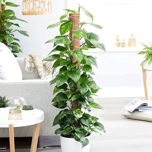 Varillas de Bobina de Cacao Adecuadas para Plantas Monstera Soporte-Reempla C3K8 - Imagen 7 de 8