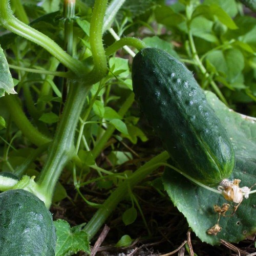 Spacemaster Cucumber Seeds, NON-GMO, Compact Cucumber Plant, FREE SHIPPING - Picture 2 of 2