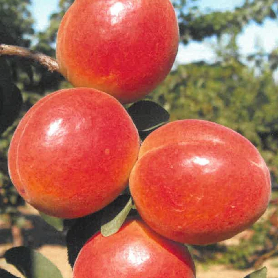 PIANTA DA FRUTTO ALBICOCCA DI AGOSTO in vaso 20 - età 2/3 anni (foto reali)
