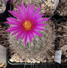 Echinomastus Makdowellii Cactus Plant Own Roots