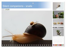 Silent companions - snails (Monthly Wall Calendar 2026 11.7 x 16.5 (open)), CALV