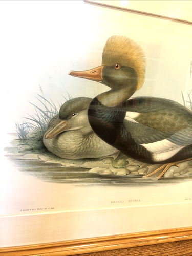 John Gould & H.C. Richter - Branta Rufina - Framed 1868 Antique Lithograph - Picture 7 of 15